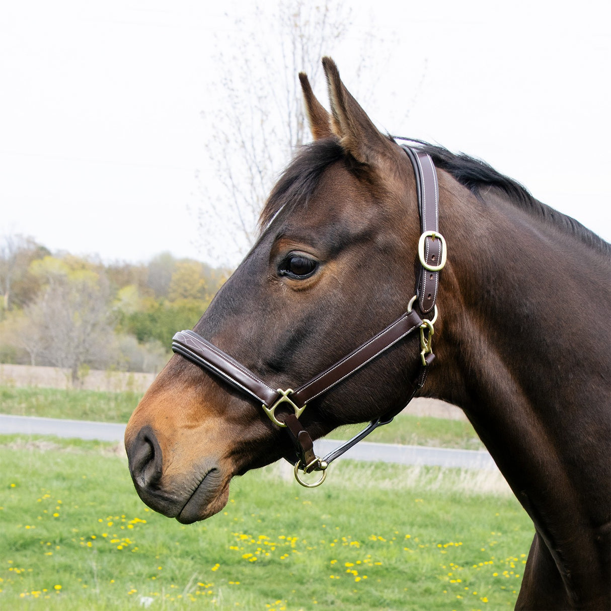 Val du Bois Padded Fancy Stitched Halter