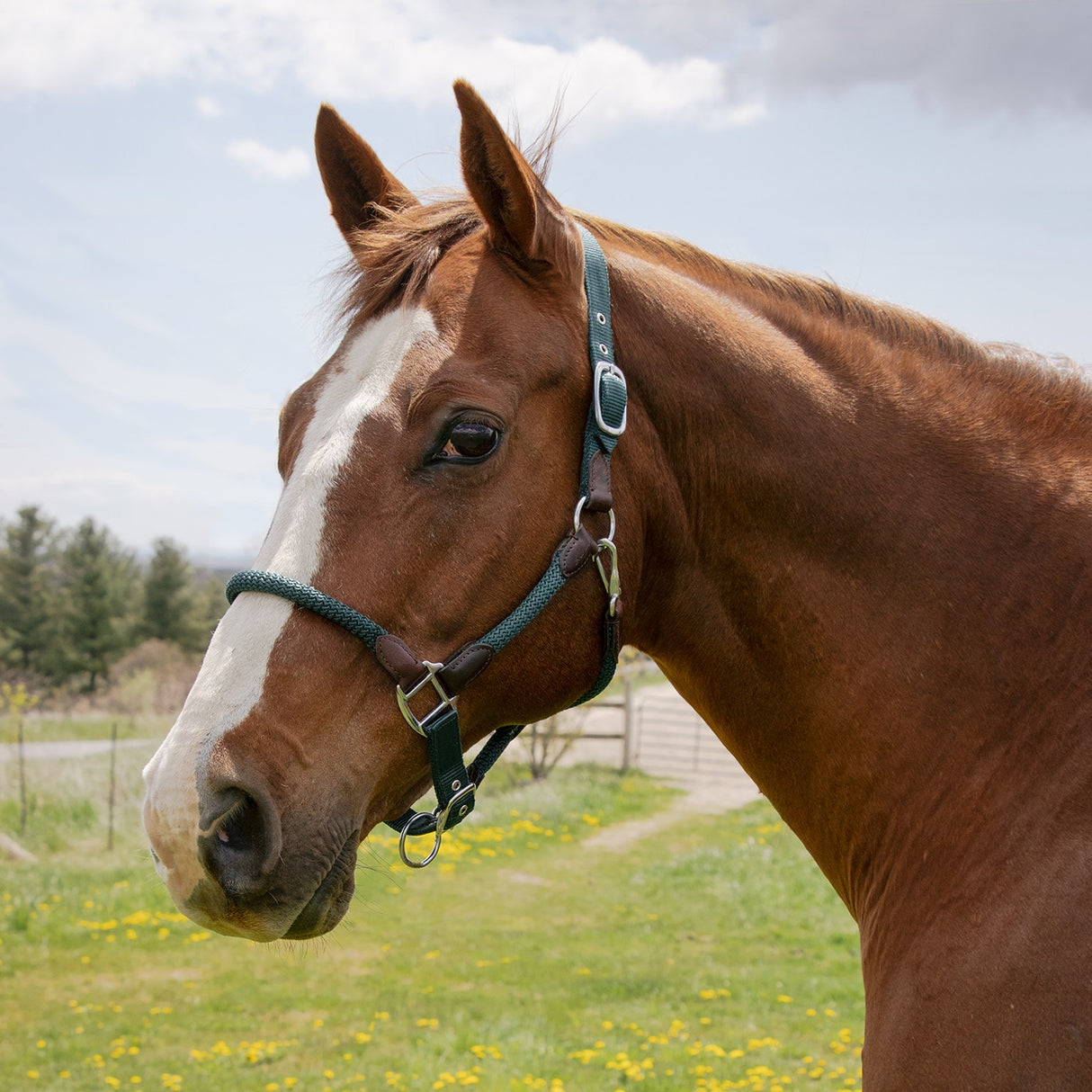 Shedrow Nylon & Leather Halter