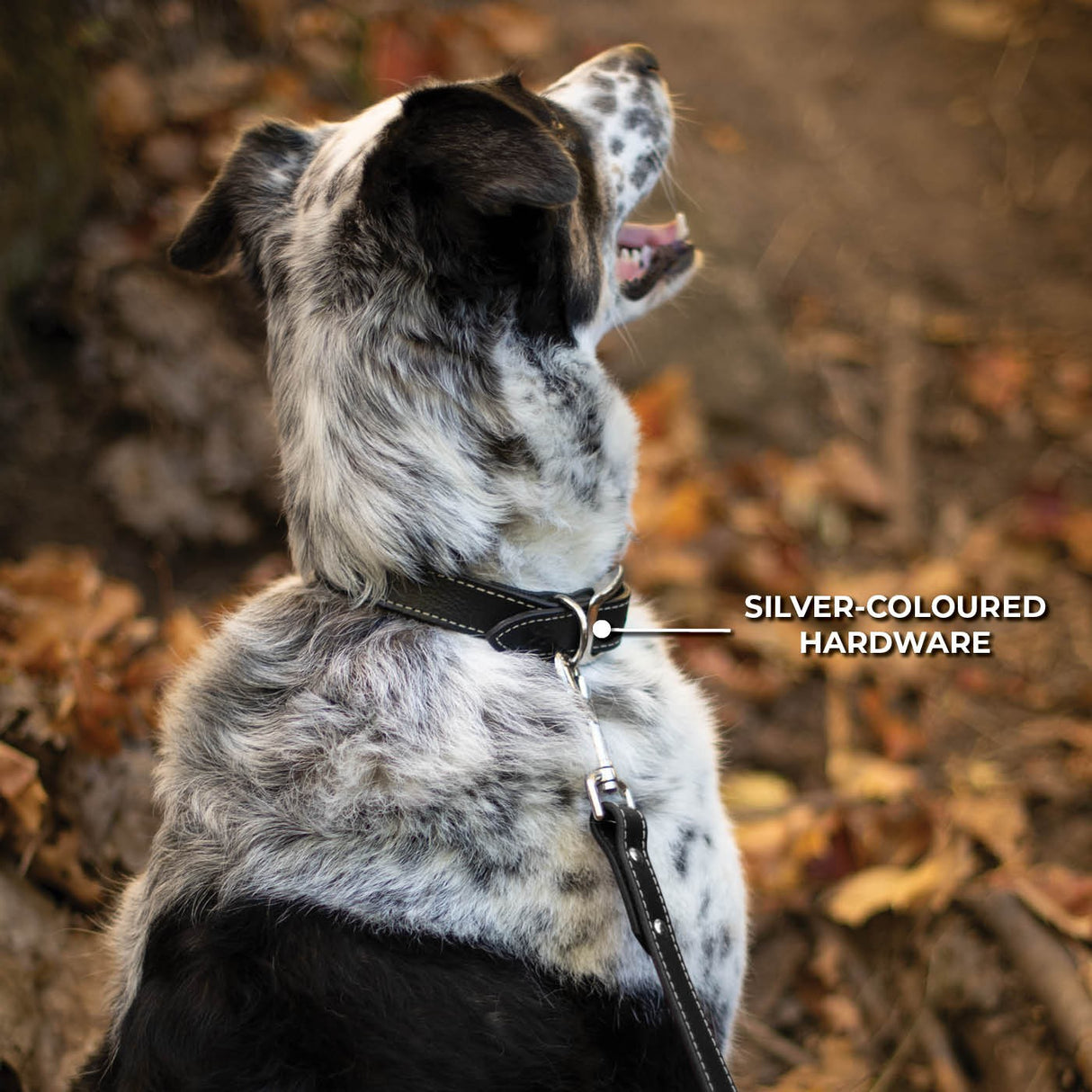 Shedrow K9 Richmond II Collier en cuir surpiqué