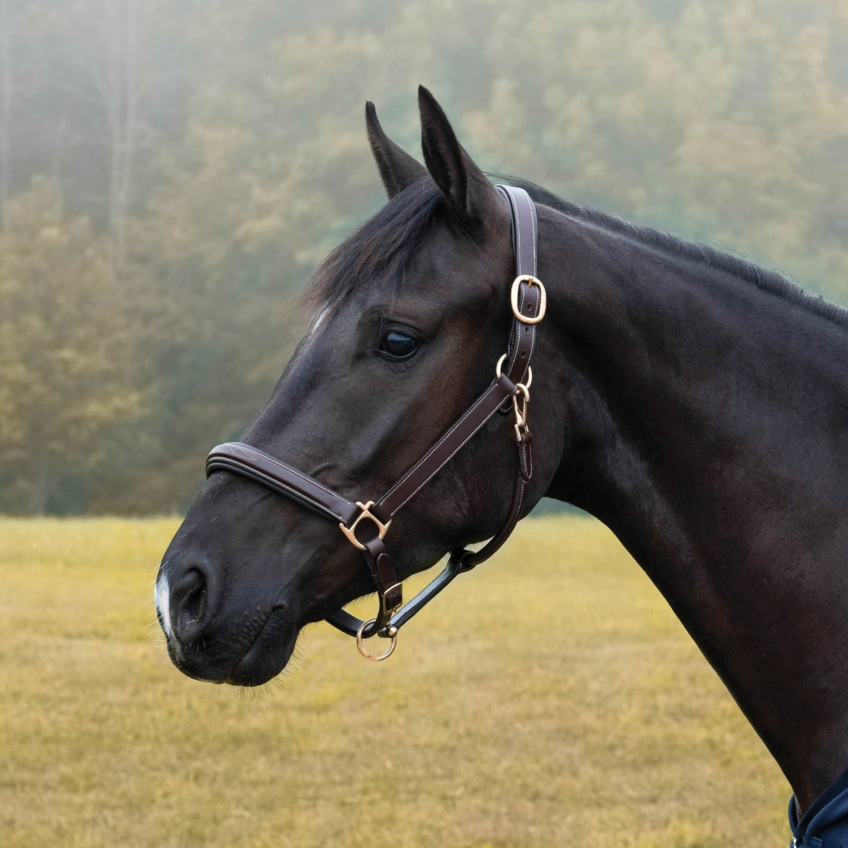Licol rembourré avec surpiqûres fantaisie Val du Bois