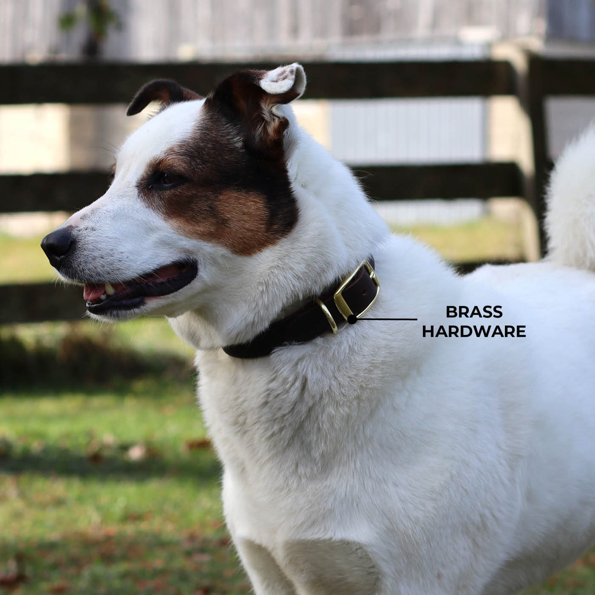 Collier en cuir plat Shedrow K9 Bristol II