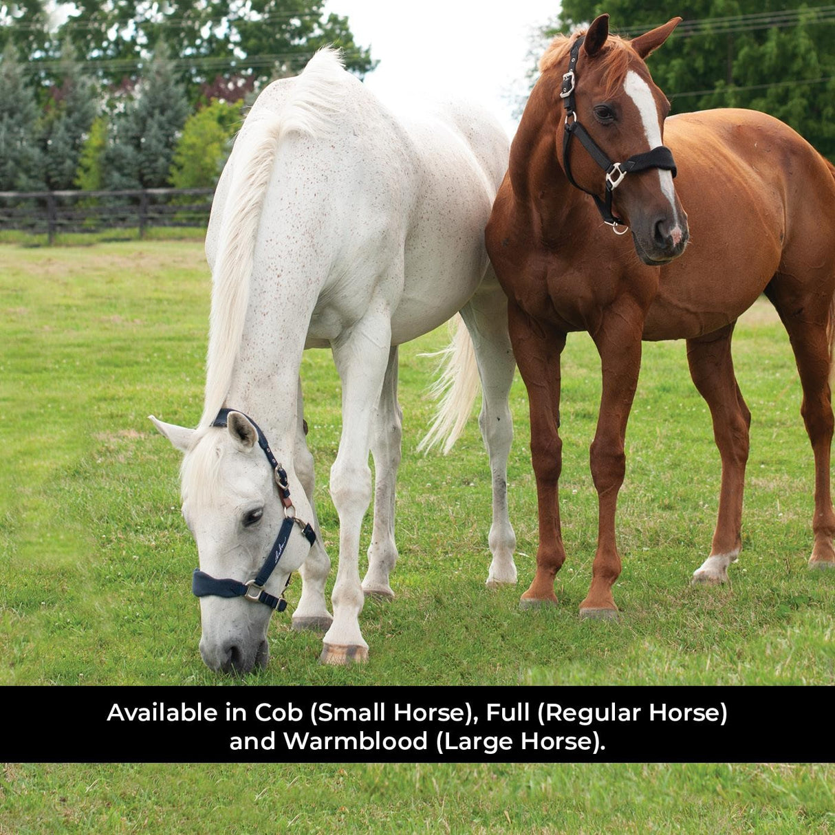 Licol Shedrow Breakaway avec polaire