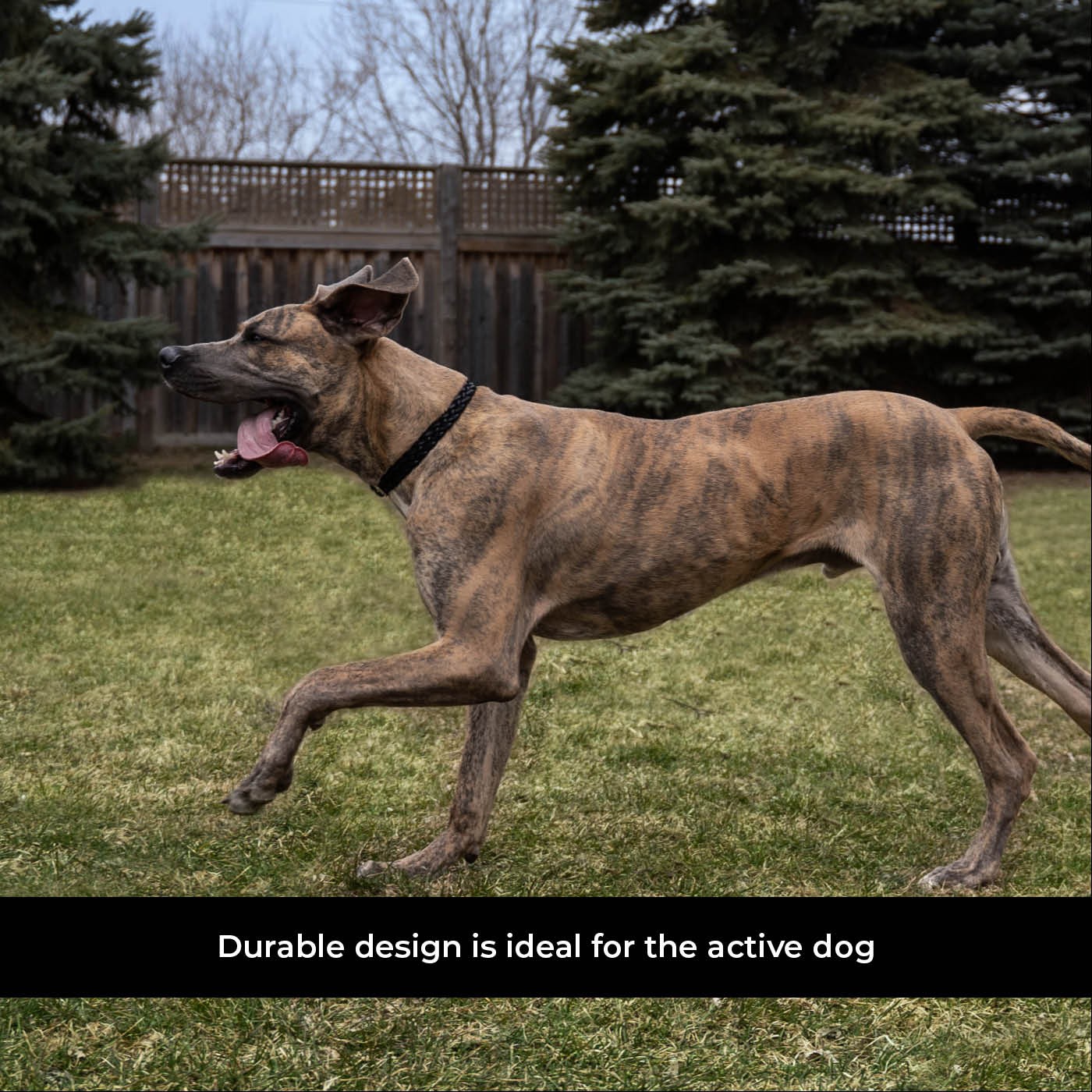Shedrow K9 Rideau en corde tressée et collier en cuir