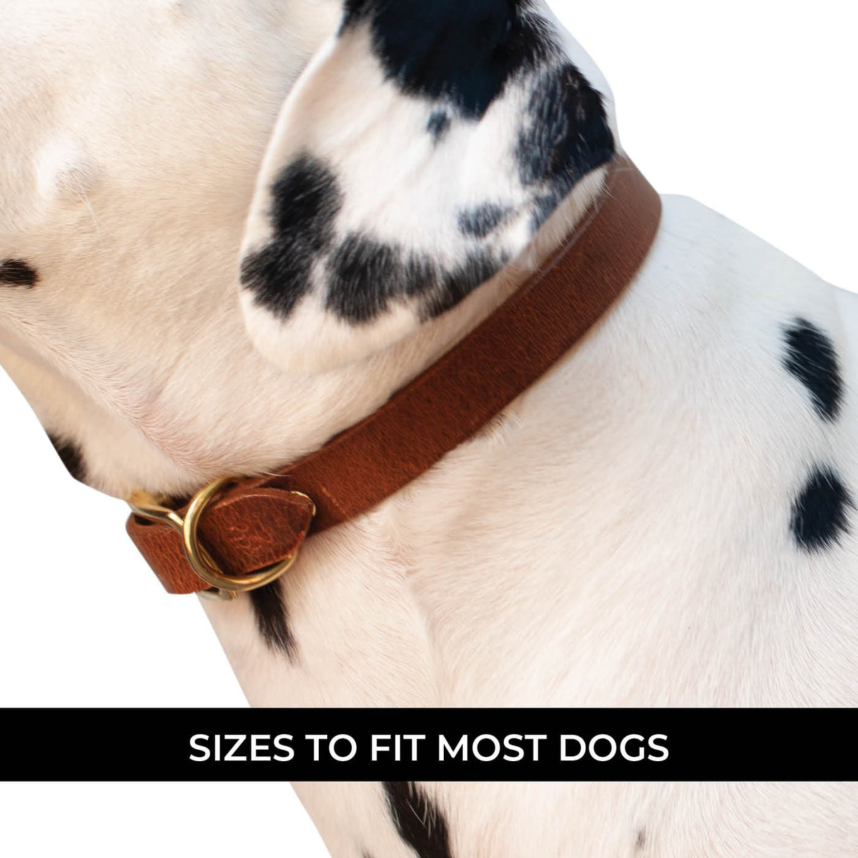 Collier en cuir plat Shedrow K9 Bristol II