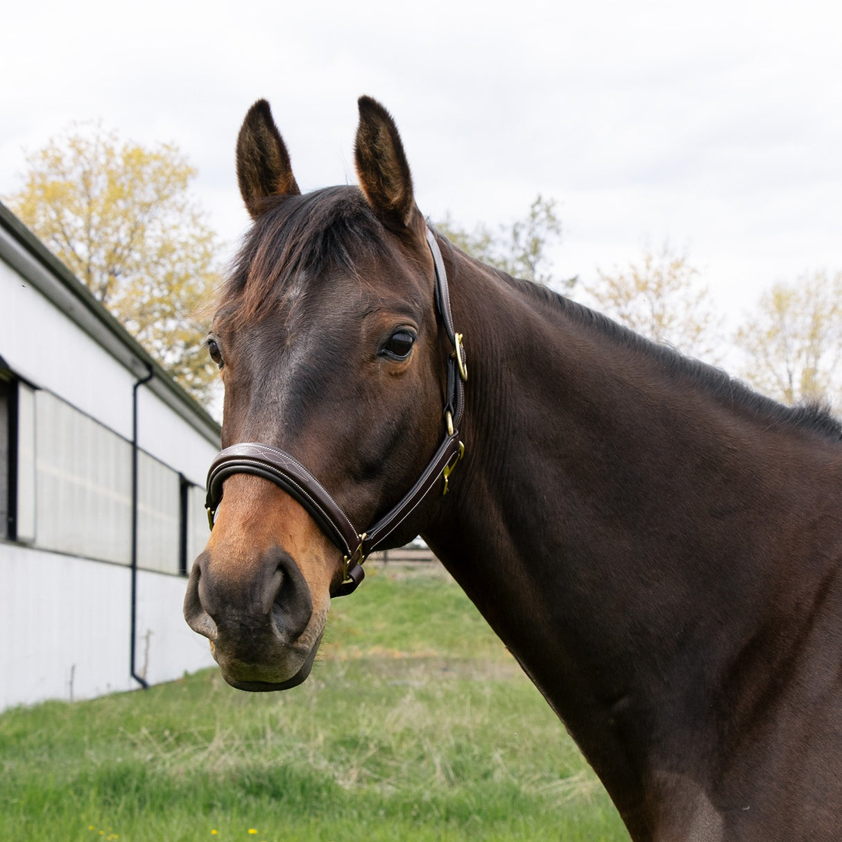 Val du Bois Padded Fancy Stitched Halter