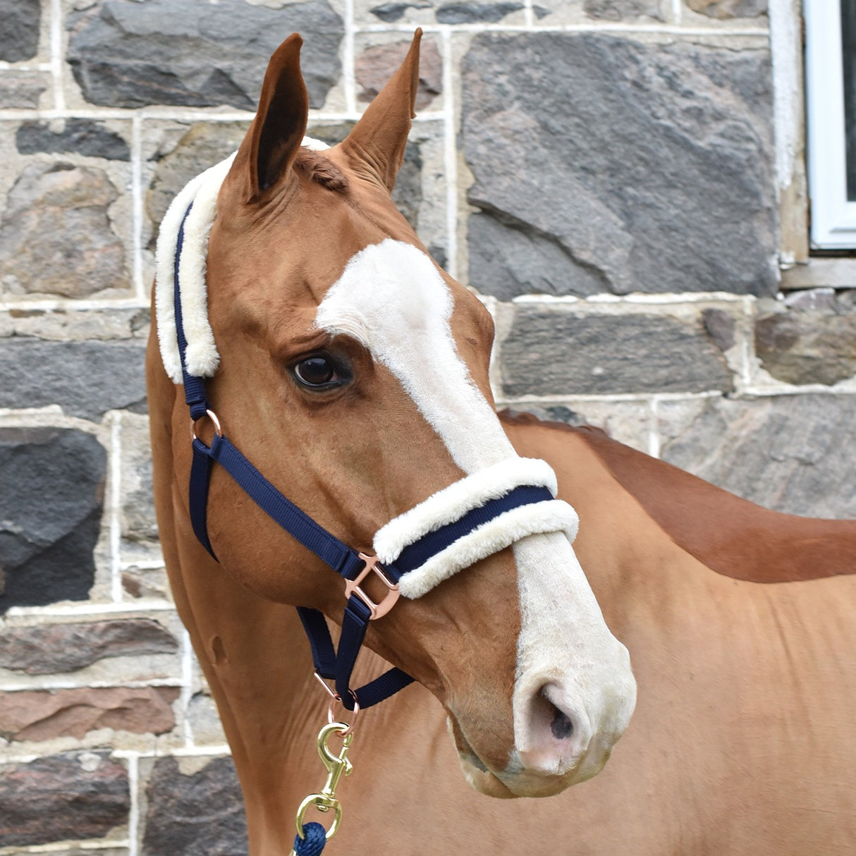 Licol doublé en peau de mouton Shedrow Rose Gold