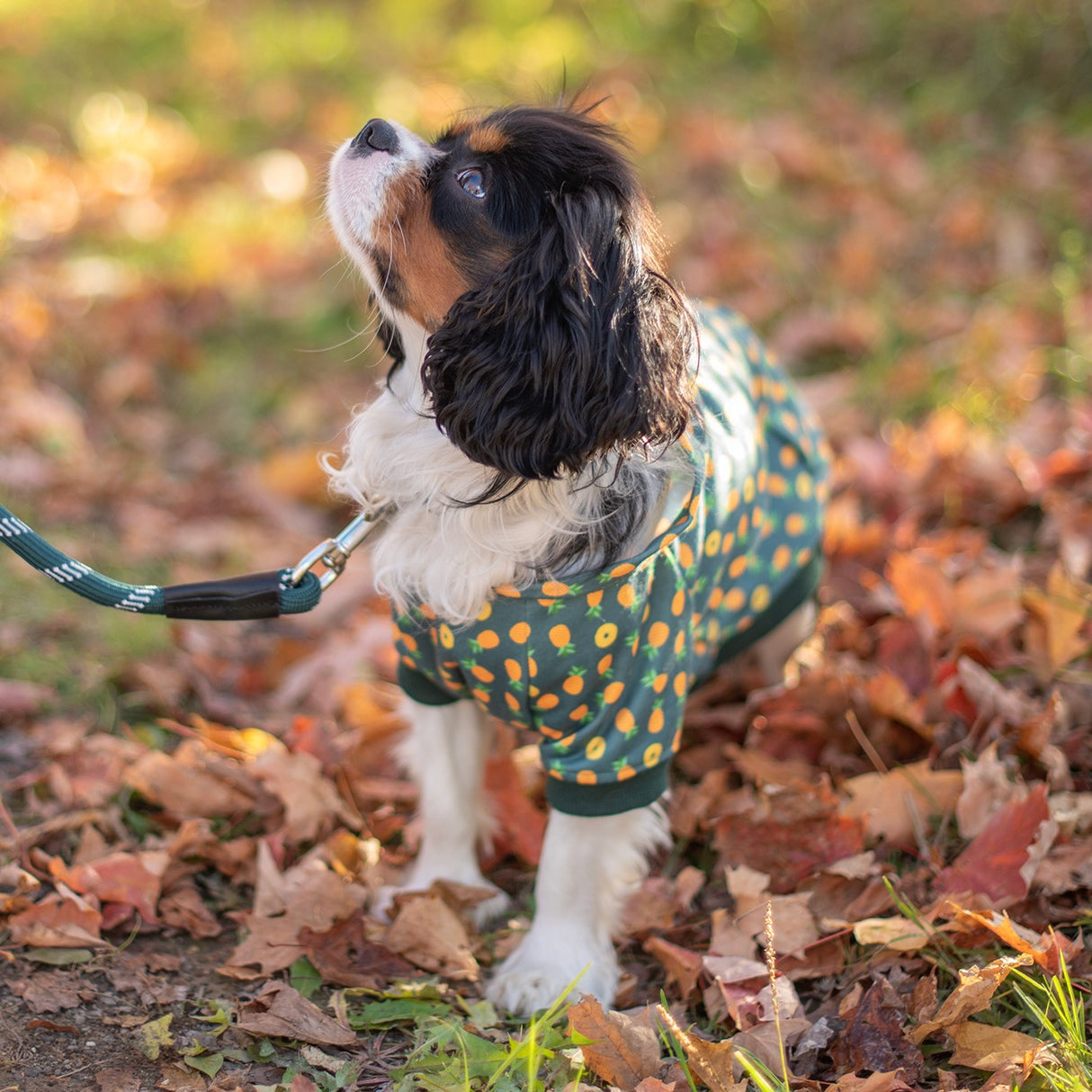 Shedrow K9 Canmore Dog Hoodie