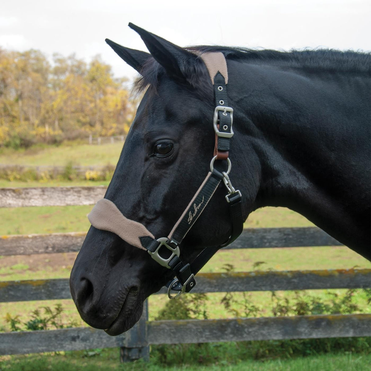 Licol Shedrow Breakaway avec polaire