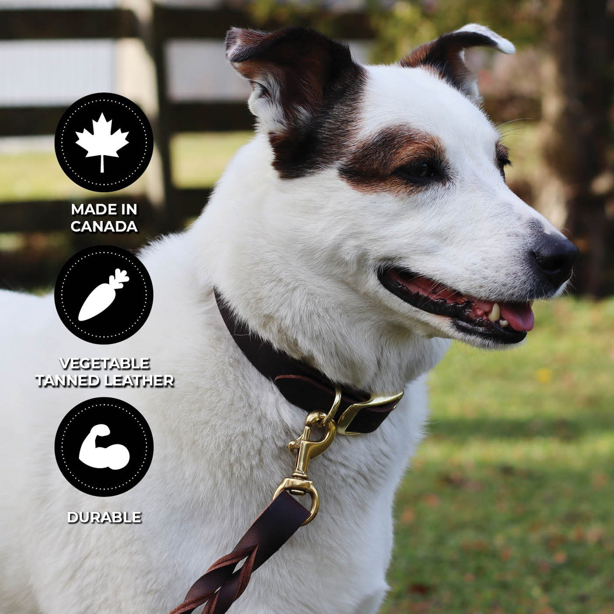Collier en cuir plat Shedrow K9 Bristol II