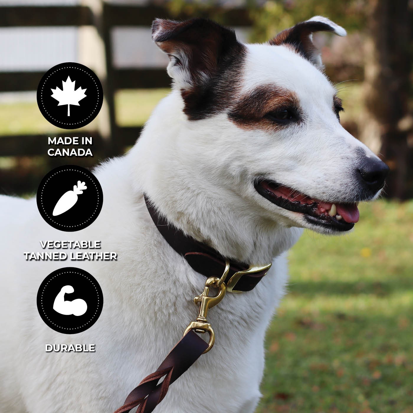Collier en cuir plat Shedrow K9 Bristol II