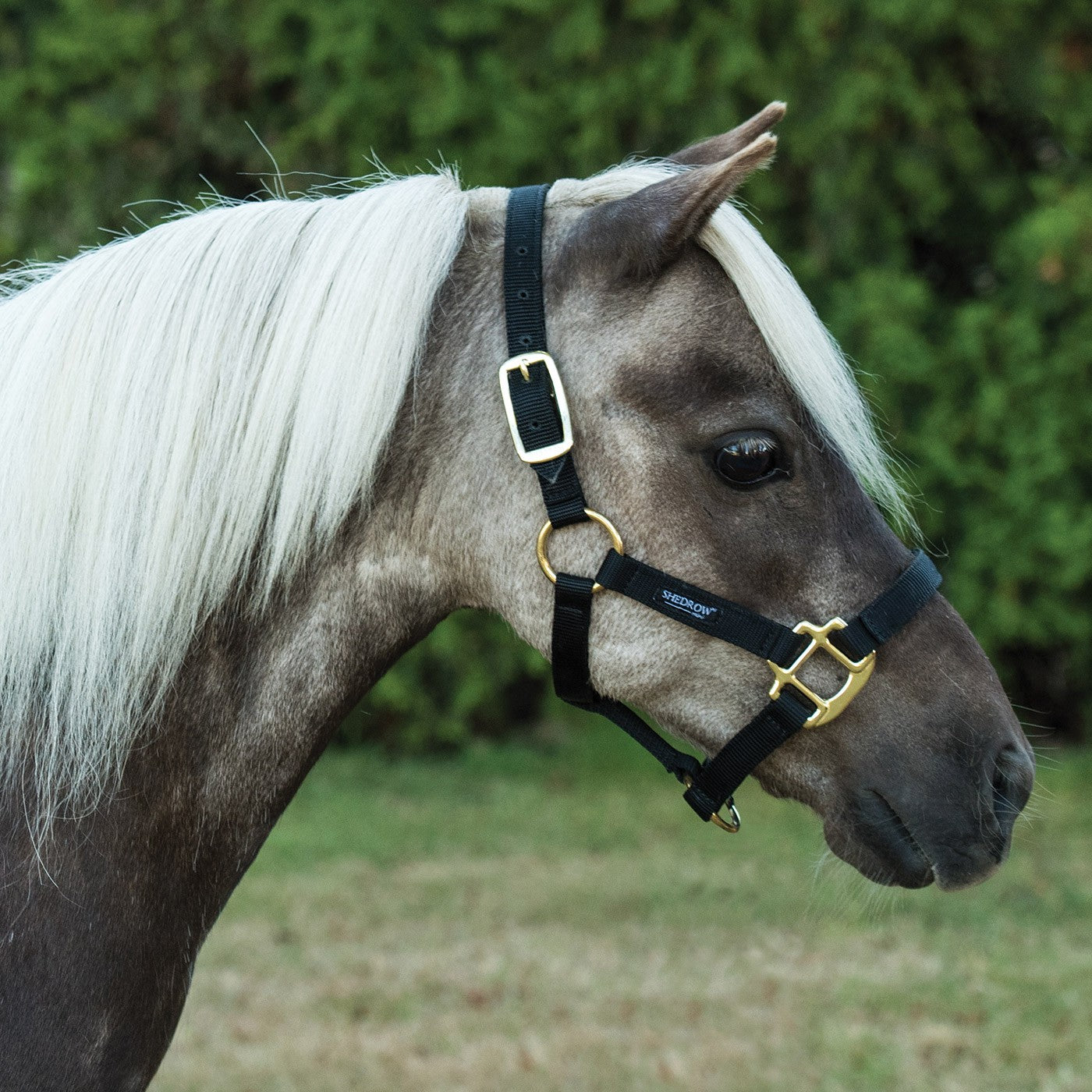 Mini licou en nylon Shedrow