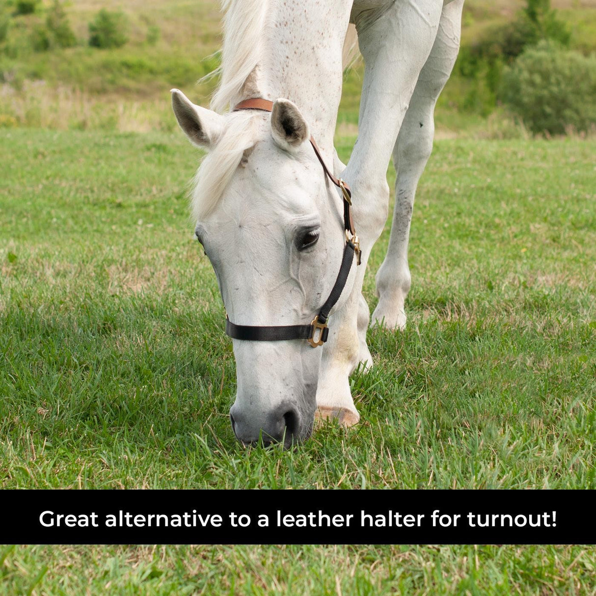 Licol Supra en nylon avec couronne en cuir