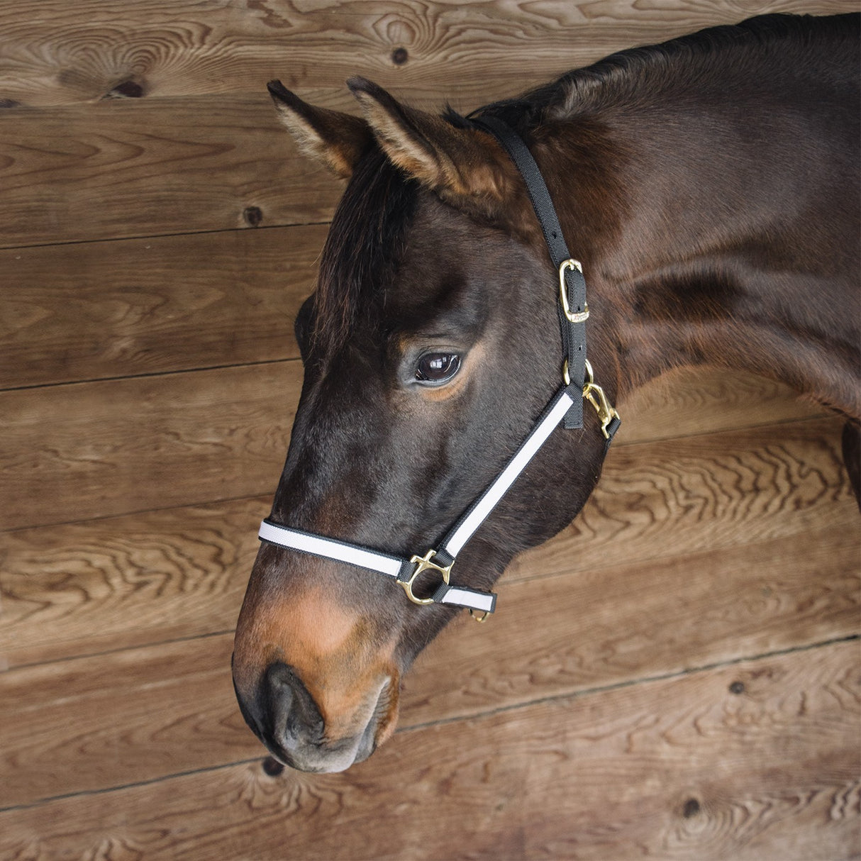 Licol en nylon bicolore extrême