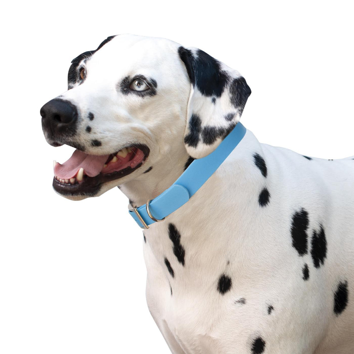 Shedrow K9 Tofino II Waterproof Collar
