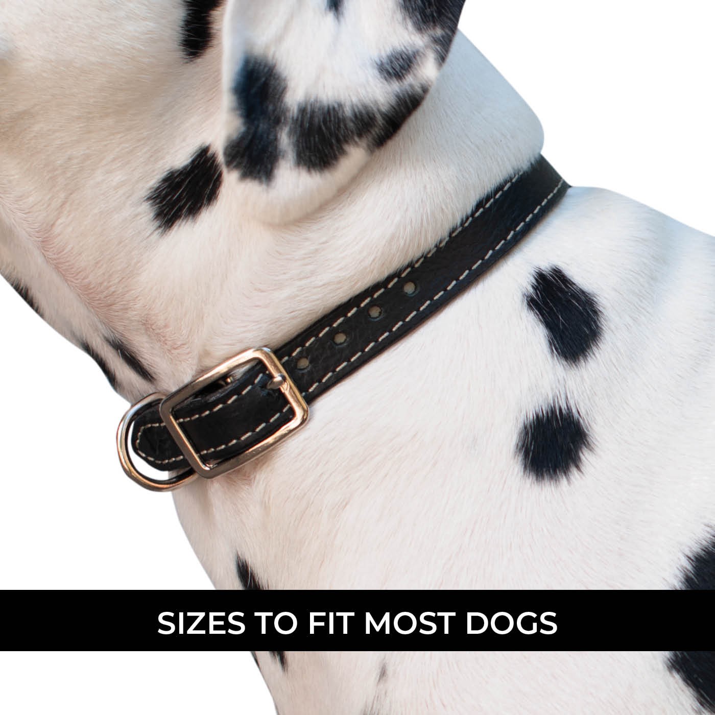 Shedrow K9 Richmond II Collier en cuir surpiqué