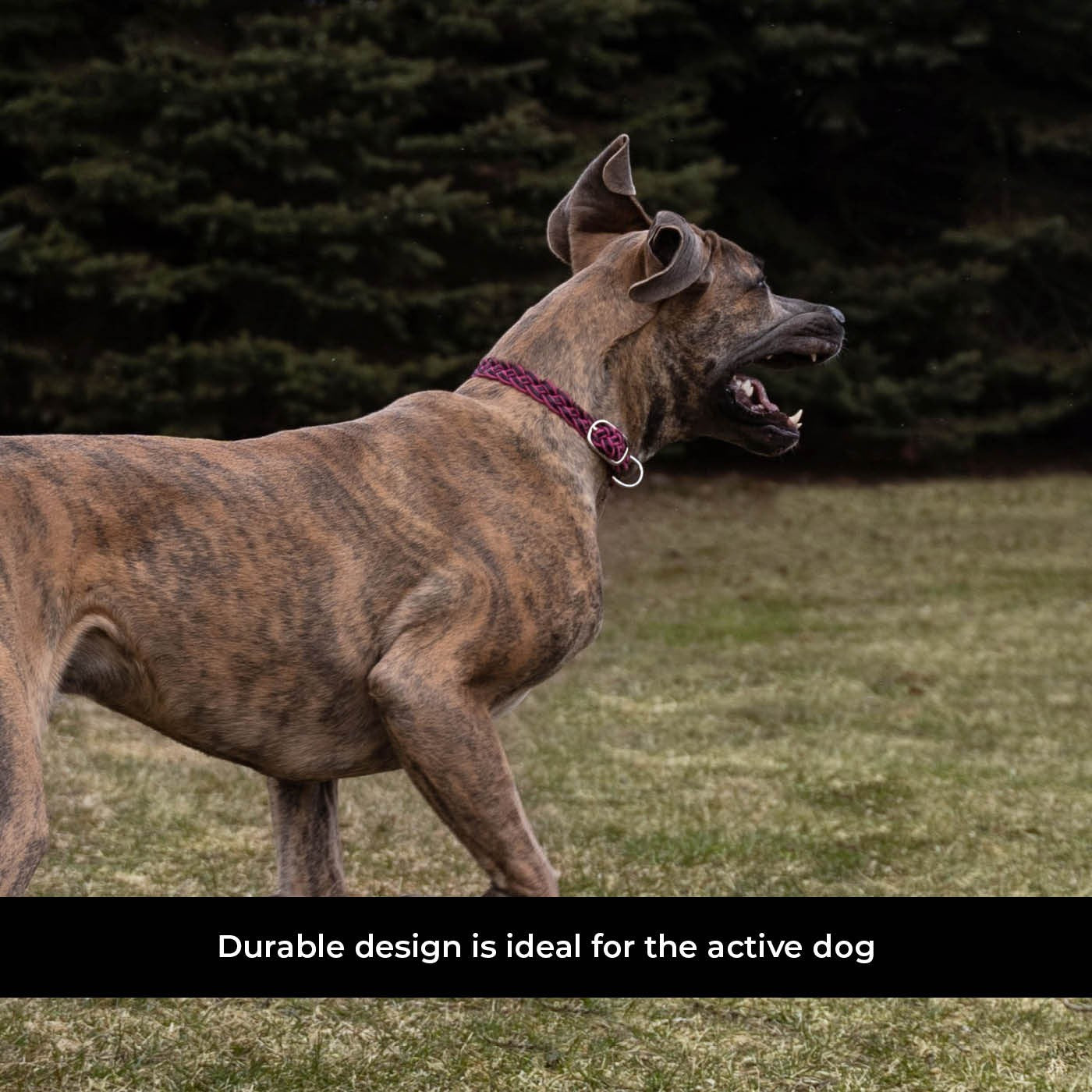 Shedrow K9 Rideau en corde tressée et collier en cuir