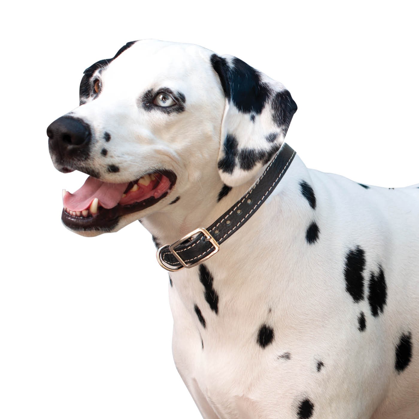 Shedrow K9 Richmond II Collier en cuir surpiqué