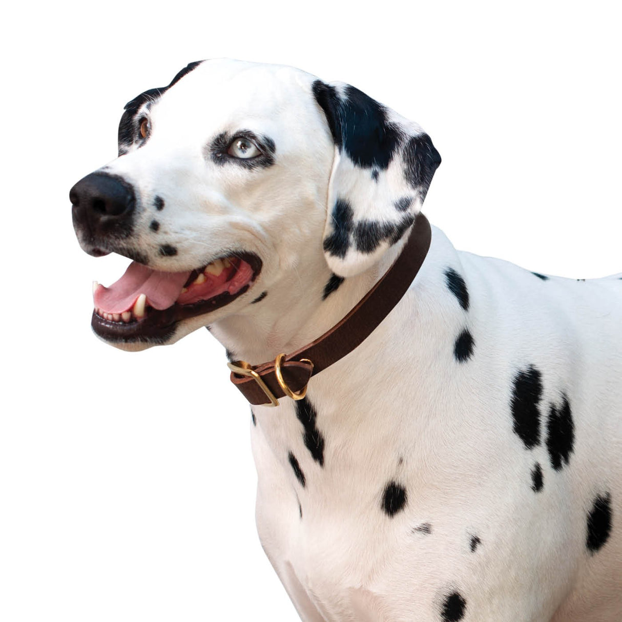 Collier en cuir plat Shedrow K9 Bristol II