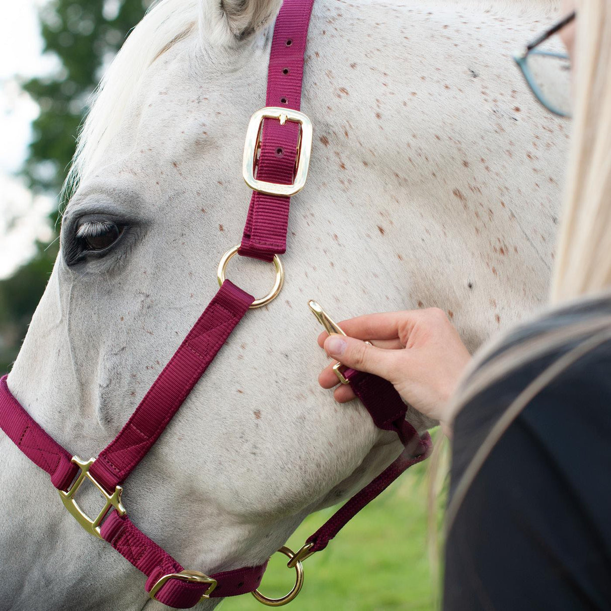 Licol de luxe Shedrow