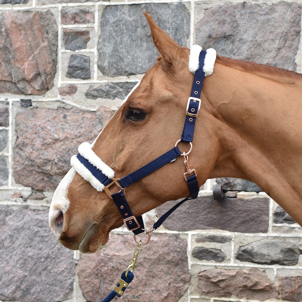 Licol doublé en peau de mouton Shedrow Rose Gold