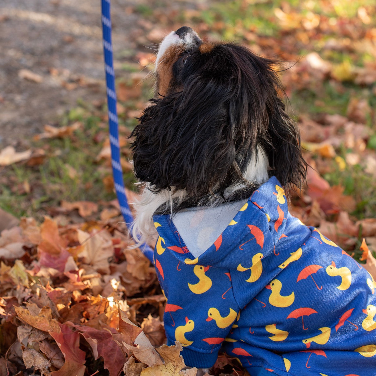 Shedrow K9 Canmore Dog Hoodie