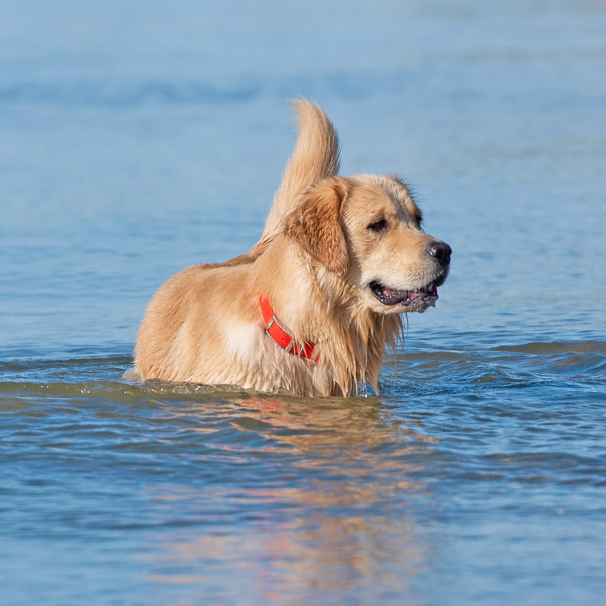 Shedrow K9 Tofino II Waterproof Collar