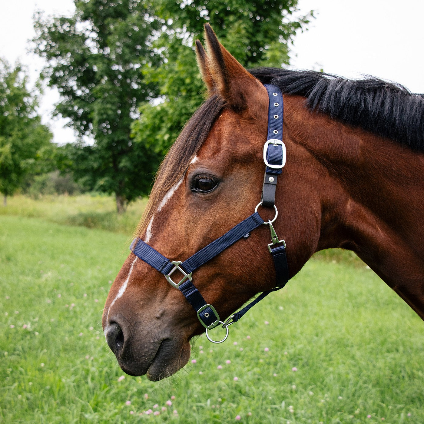 Licol détachable rembourré en néoprène Supra