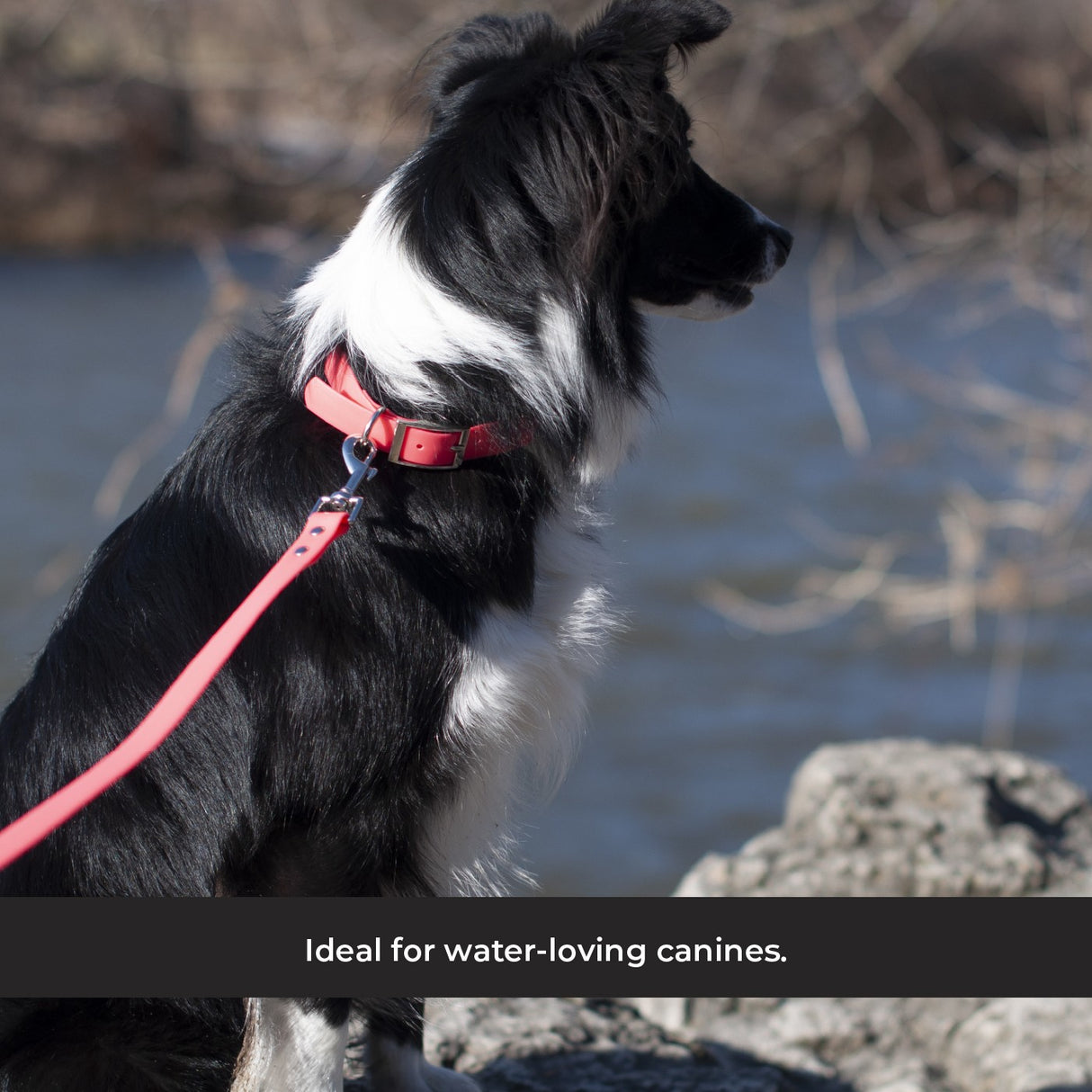 Shedrow K9 Tofino II Waterproof Collar