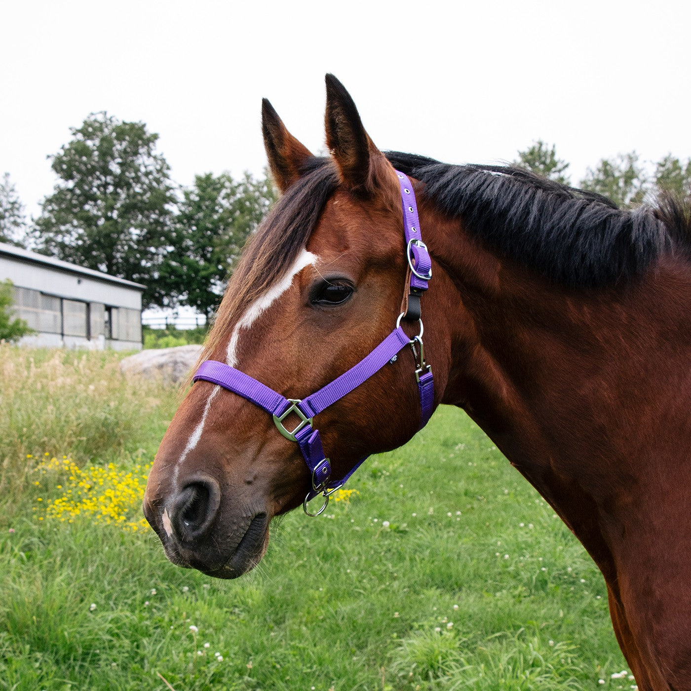 Licol détachable rembourré en néoprène Supra
