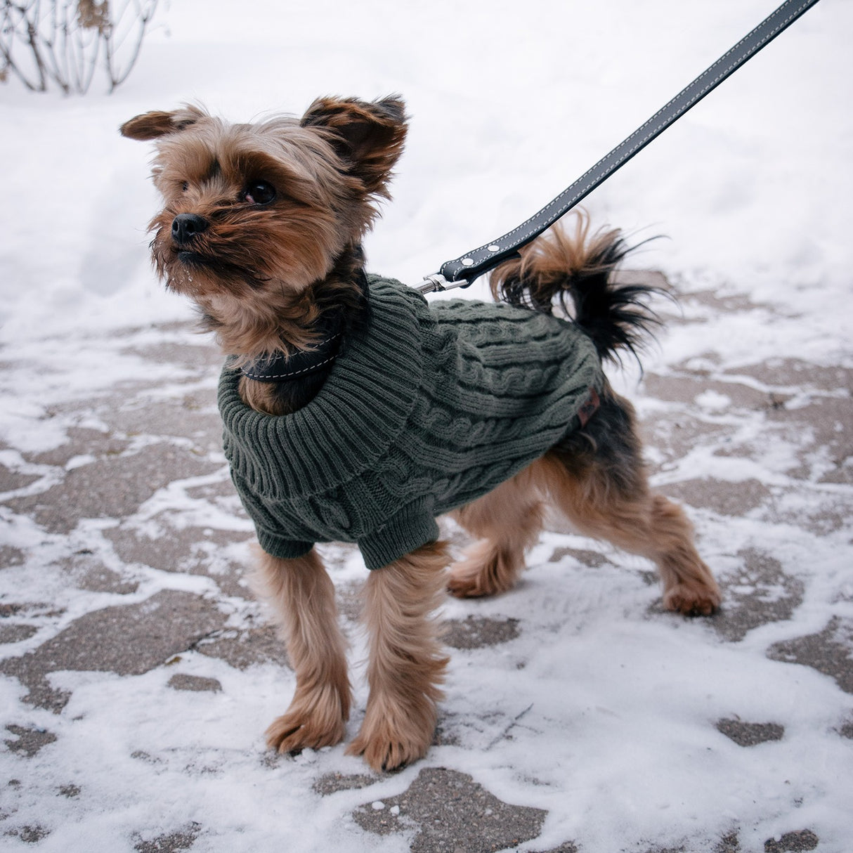 Shedrow K9 Brentwood Cable Knit Dog Sweater
