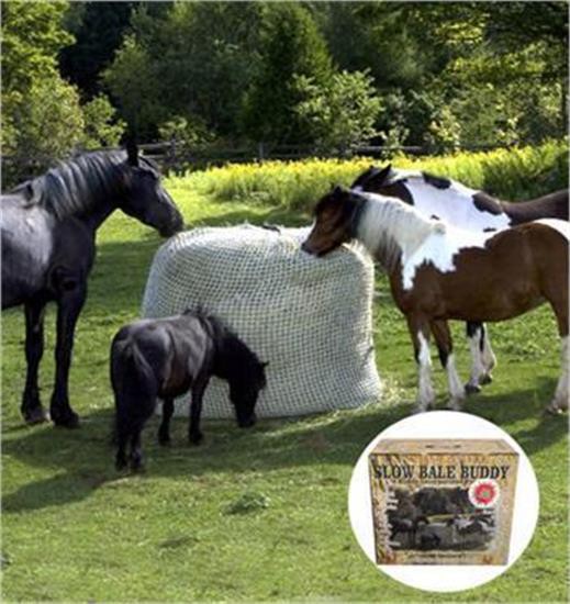 Grand compagnon de balle lente