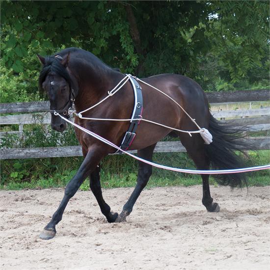 Mondega Lunging System