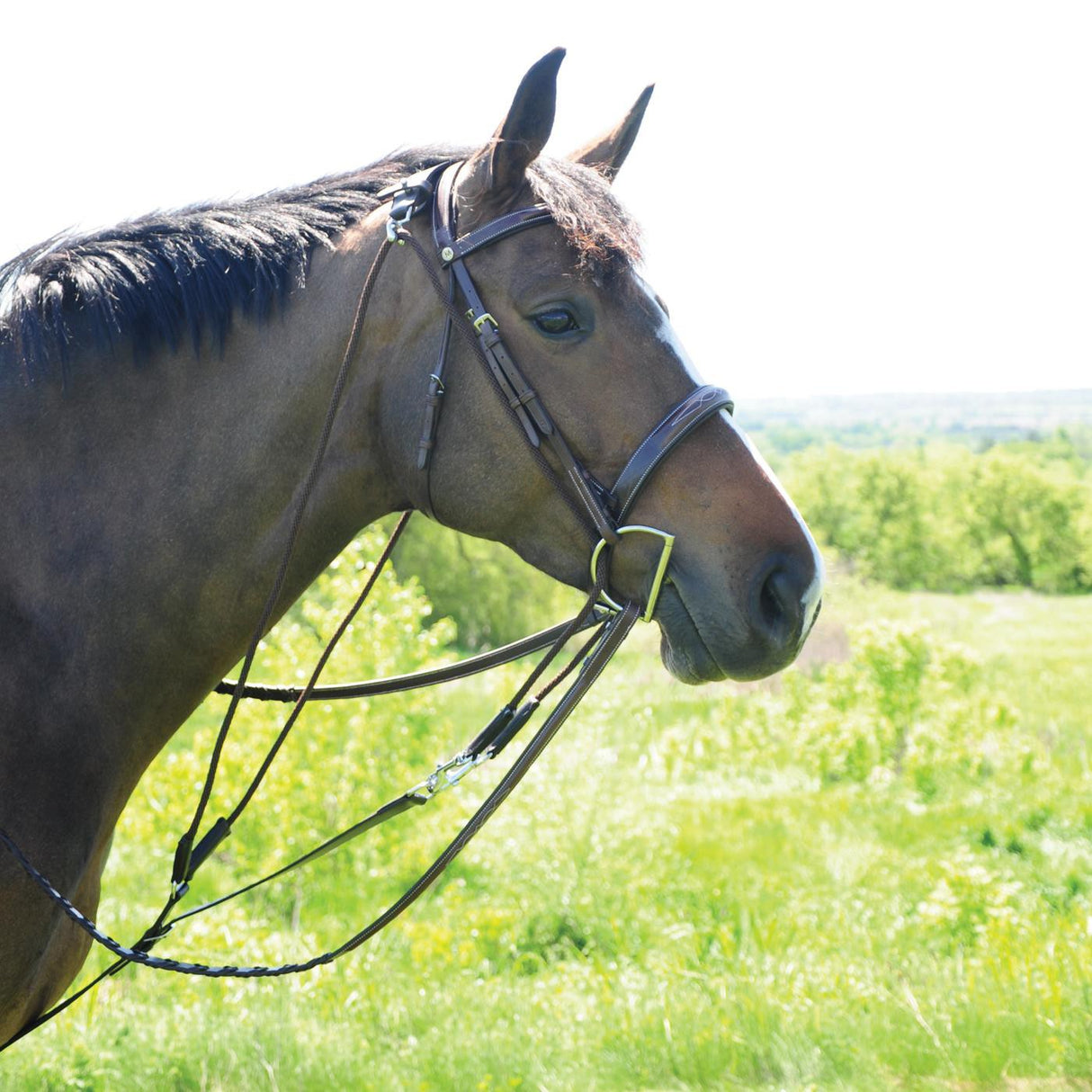 Val du Bois Degogue Martingale