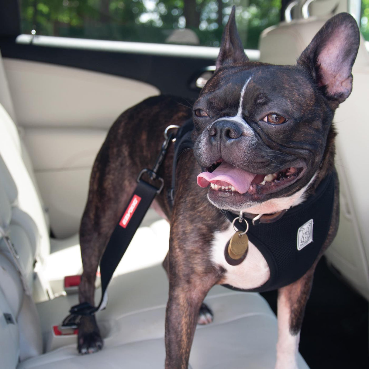 Retenue de voiture réglable EZydog Click N Go