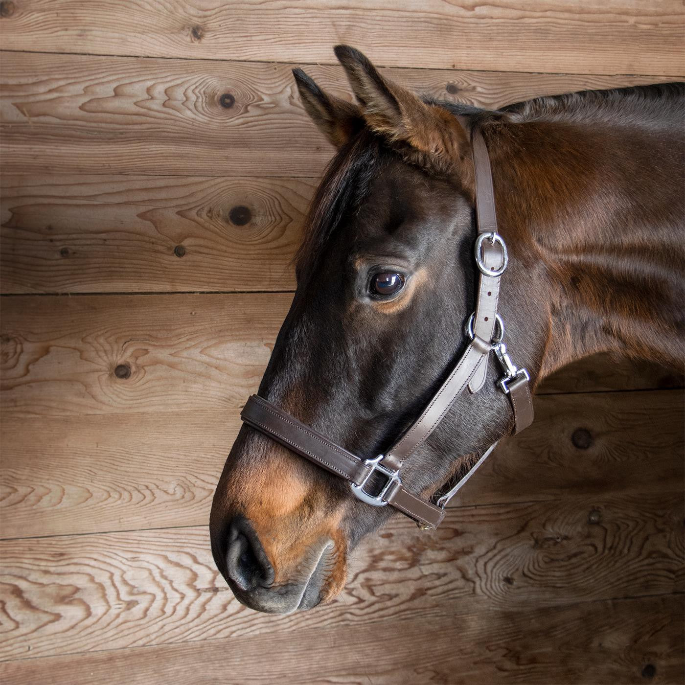 Every Day Essential Leather Halter
