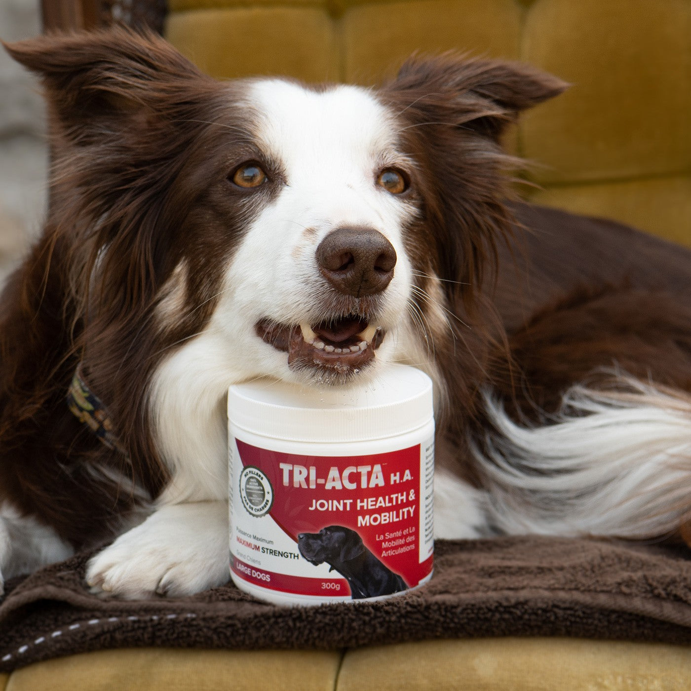 Complément alimentaire pour animaux de compagnie Tri-Acta Canine HA à concentration maximale 300 g