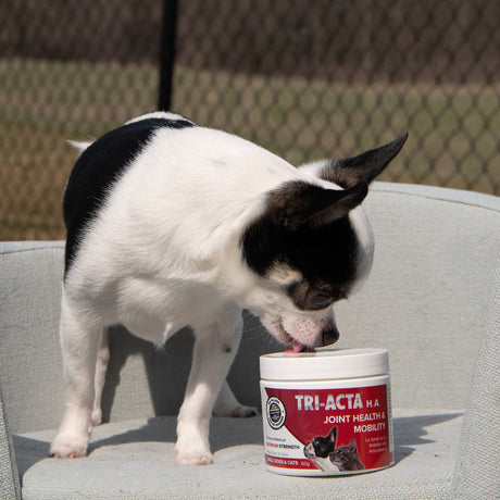 Tri-Acta Canine H.A Maximum Strength 60gm