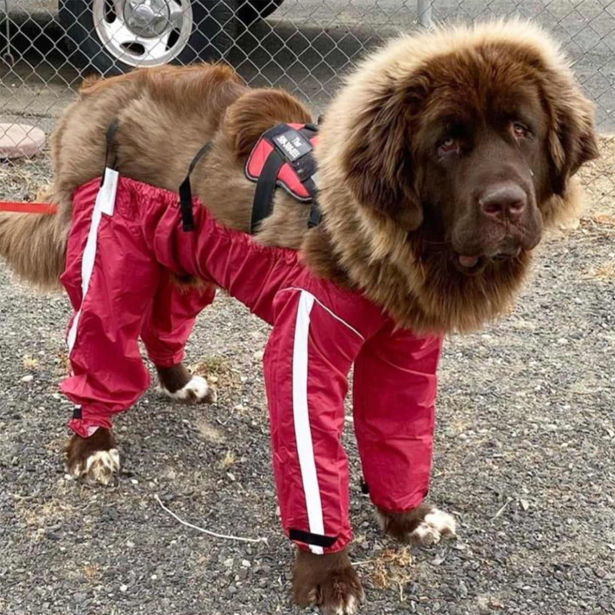 Fou Fou Dog Bodyguard Pantalon pour chien toutes saisons