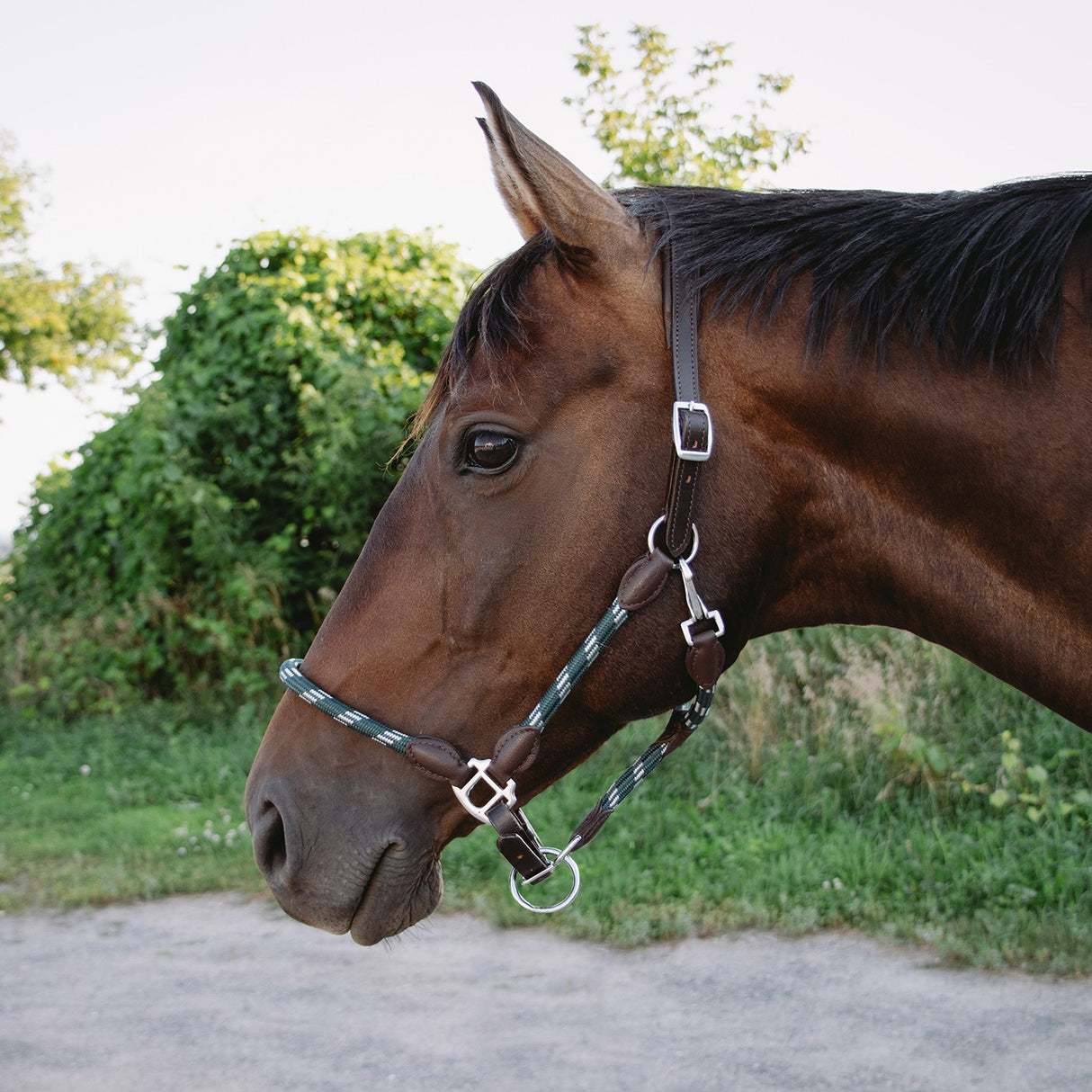 Licol détachable en corde et cuir Shedrow