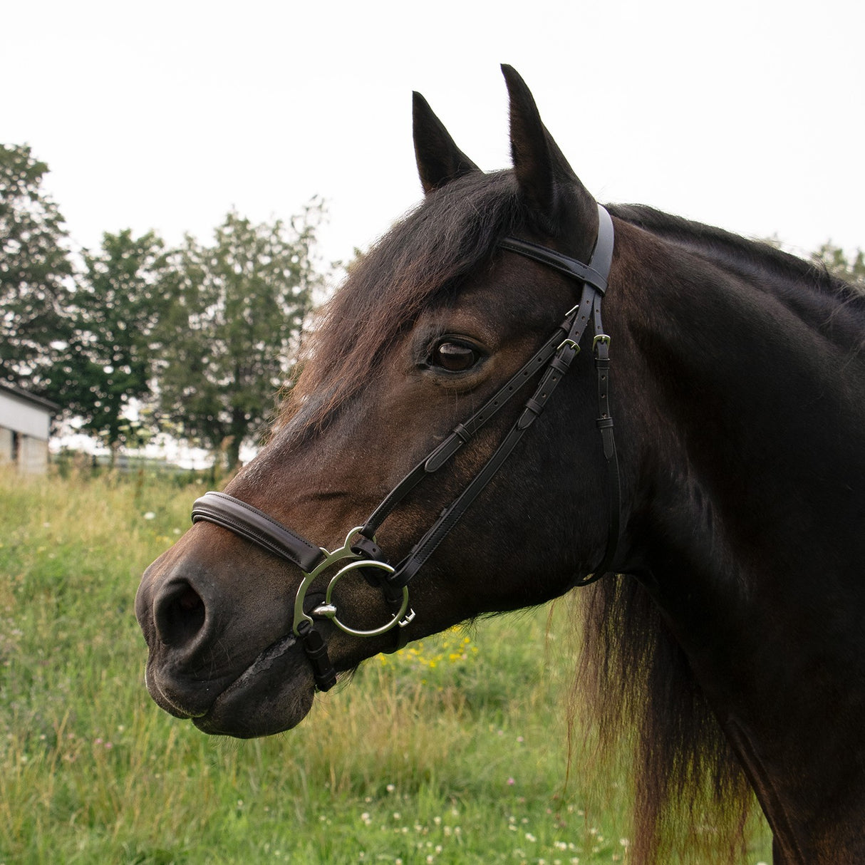 Val du Bois Controller Noseband