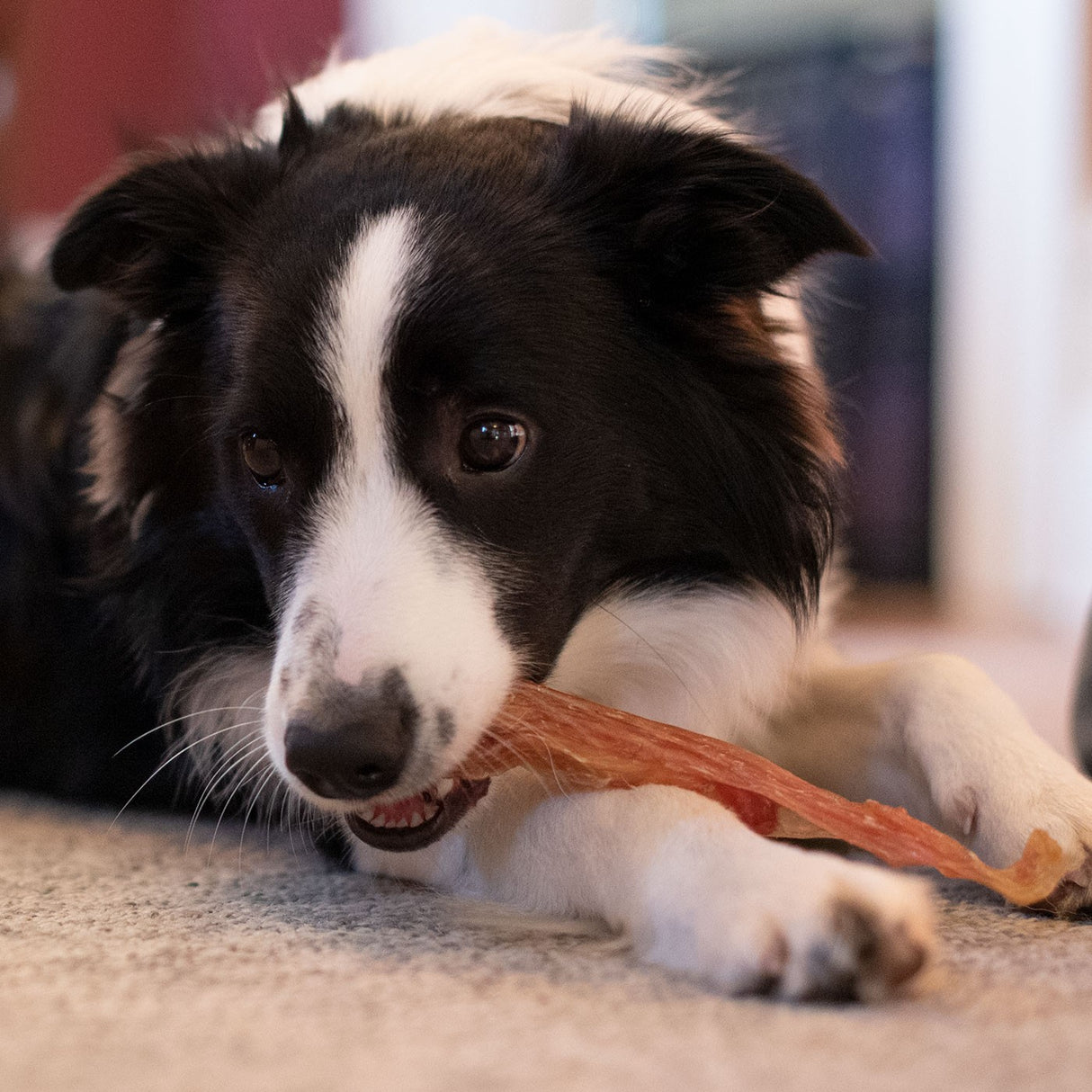 Open Range Beef Tendon Dog Chew 12 cm