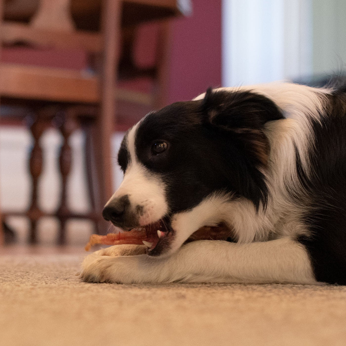 Open Range Beef Tendon Dog Chew 12 cm
