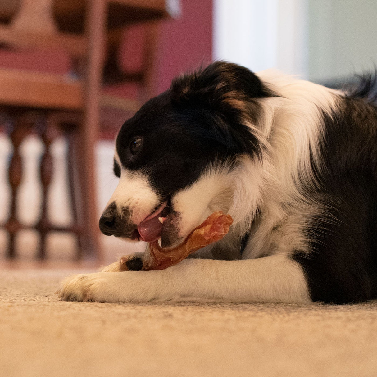 Open Range Beef Tendon Dog Chew 12 cm