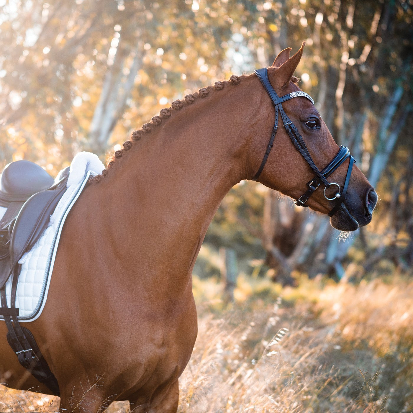 Bridon de Dressage Brevet FFE Couture