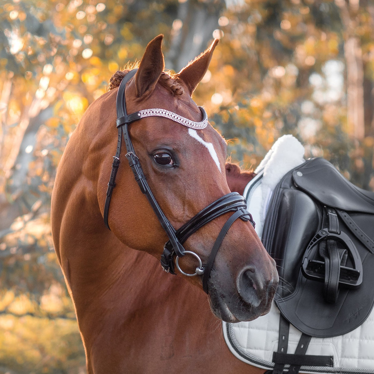 Bridon de Dressage Brevet FFE Couture