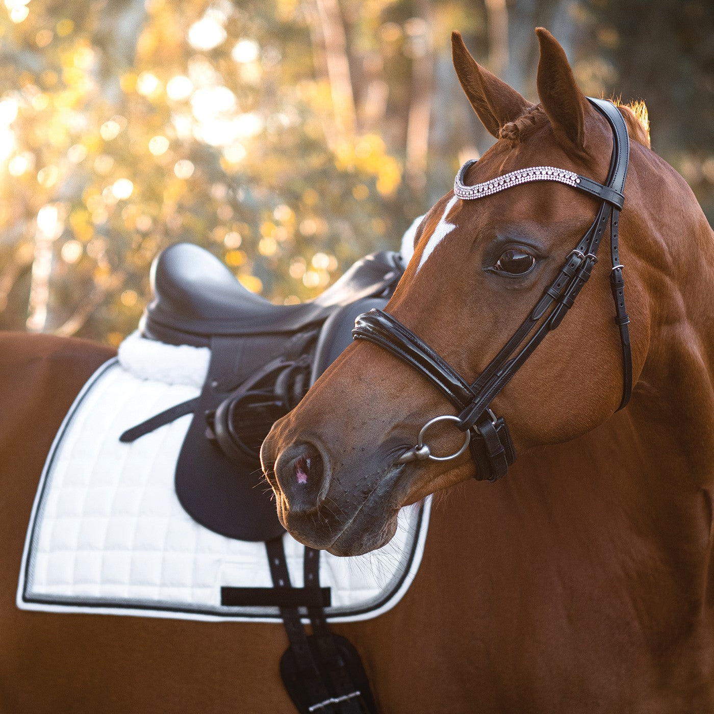 Bridon de Dressage Brevet FFE Couture