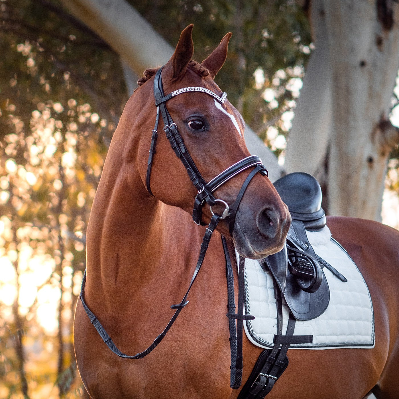 Bridon de Dressage Passepoil Argent FFE Crystal V