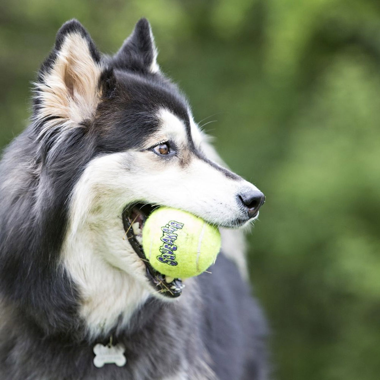 Kong Airdog SqueakAir Ball Medium - 3 Pack