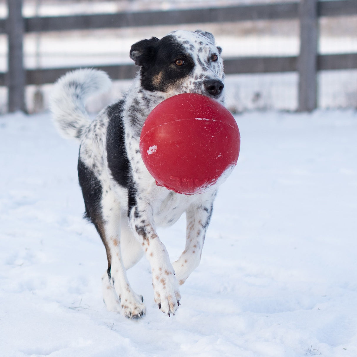 Horsemen's Pride Tug-n-Toss Jolly Ball 20 cm