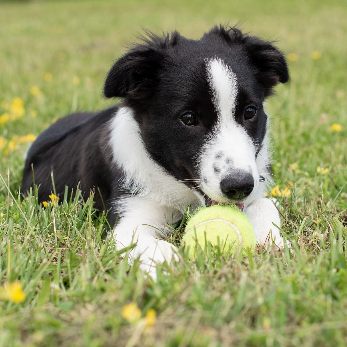 Kong Airdog SqueakAir Ball